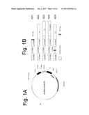 TREATMENT USING RELAXIN-FUSION PROTEINS WITH EXTENDED IN VIVO HALF-LIVES diagram and image