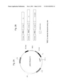 TREATMENT USING RELAXIN-FUSION PROTEINS WITH EXTENDED IN VIVO HALF-LIVES diagram and image