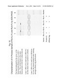 TREATMENT USING RELAXIN-FUSION PROTEINS WITH EXTENDED IN VIVO HALF-LIVES diagram and image