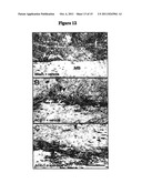 METHODS FOR TREATING BONE CANCER BY ADMINISTERING A NERVE GROWTH FACTOR     ANTAGONIST ANTIBODY diagram and image