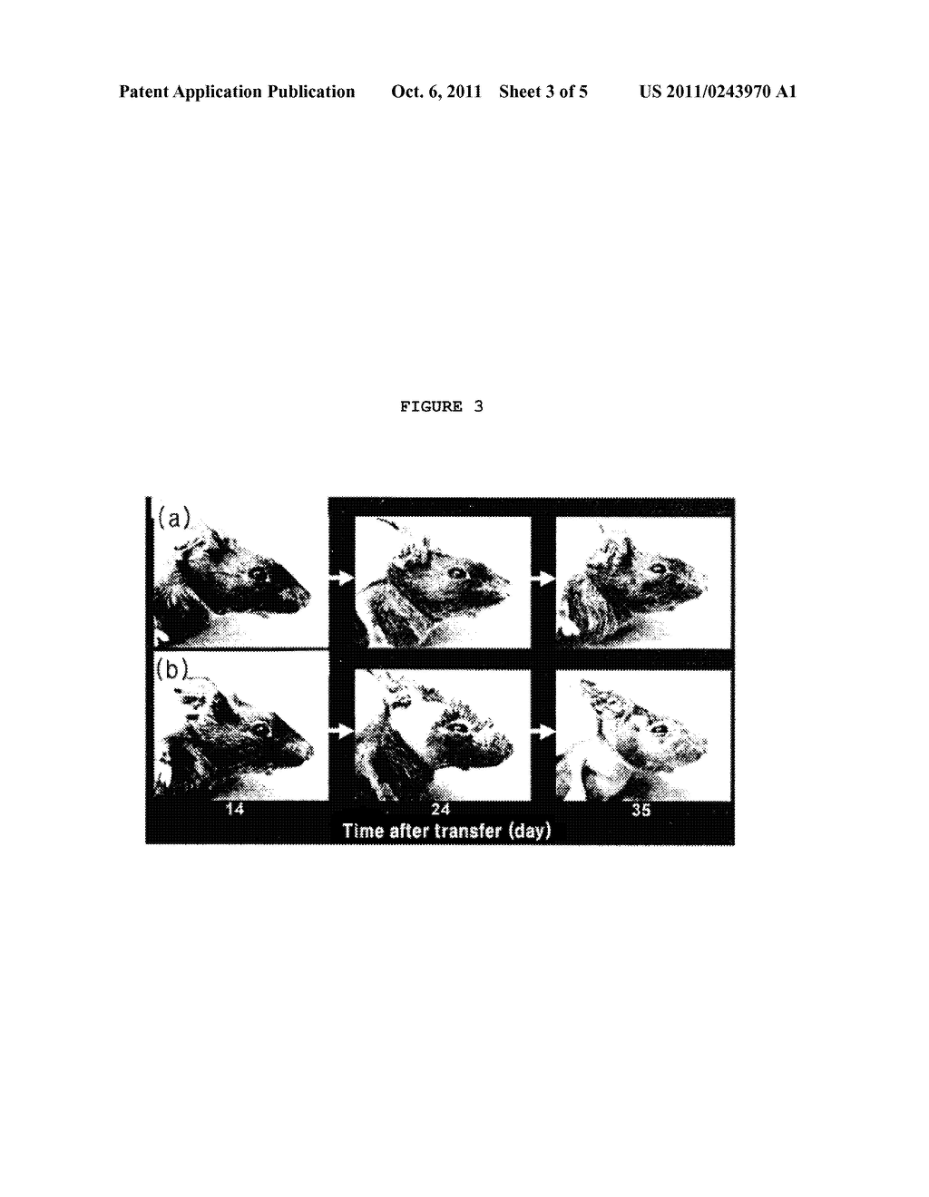 COMPOSITION FOR INHIBITION OF TRANSPLANT REJECTION CONTAINING THE     CORDYCEPS MYCELLIA EXTRACT AS AN ACTIVE INGREDIENT - diagram, schematic, and image 04