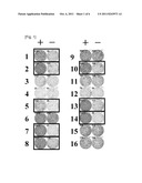 HIG2 AND URLC10 EPITOPE PEPTIDE AND VACCINES CONTAINING THE SAME diagram and image