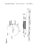 POLYNUCLEOTIDES ALLOWING THE EXPRESSION AND SECRETION OF RECOMBINANT     PSEUDO-VIRUS CONTAINING FOREIGN EPITOPES, THEIR PRODUCTION, AND USE diagram and image