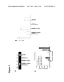 POLYNUCLEOTIDES ALLOWING THE EXPRESSION AND SECRETION OF RECOMBINANT     PSEUDO-VIRUS CONTAINING FOREIGN EPITOPES, THEIR PRODUCTION, AND USE diagram and image