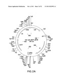 METHODS OF ENHANCING THE IMMUNOGENICITY OF MYCOBACTERIA AND COMPOSITIONS     FOR THE TREATMENT OF CANCER, TUBERCULOSIS, AND FIBROSING LUNG DISEASES diagram and image