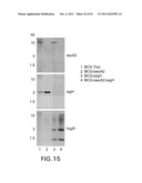 METHODS OF ENHANCING THE IMMUNOGENICITY OF MYCOBACTERIA AND COMPOSITIONS     FOR THE TREATMENT OF CANCER, TUBERCULOSIS, AND FIBROSING LUNG DISEASES diagram and image