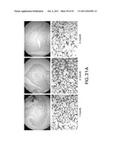 METHODS OF ENHANCING THE IMMUNOGENICITY OF MYCOBACTERIA AND COMPOSITIONS     FOR THE TREATMENT OF CANCER, TUBERCULOSIS, AND FIBROSING LUNG DISEASES diagram and image