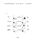 MICRORNA COMPOSITIONS AND METHODS FOR THE TREATMENT OF MYELOGENOUS     LEUKEMIA diagram and image