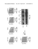 Cancer stem cell immortalization diagram and image