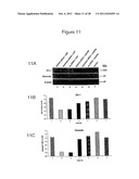 CELL-BASED  DETECTION OF APF THROUGH ITS INTERACTION WITH CKAP4 FOR     DIAGNOSIS OF INTERSTITIAL CYSTITIS diagram and image