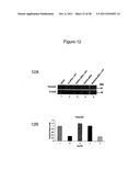 CELL-BASED  DETECTION OF APF THROUGH ITS INTERACTION WITH CKAP4 FOR     DIAGNOSIS OF INTERSTITIAL CYSTITIS diagram and image