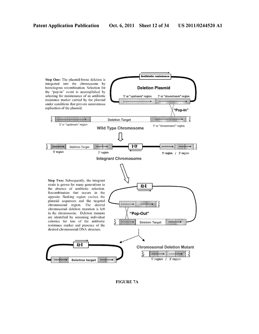 Compositions and Methods for Bacterial Production of Chondroitin - diagram, schematic, and image 13