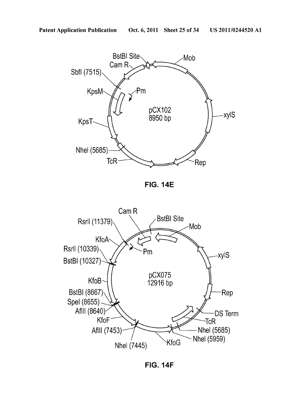 Compositions and Methods for Bacterial Production of Chondroitin - diagram, schematic, and image 26