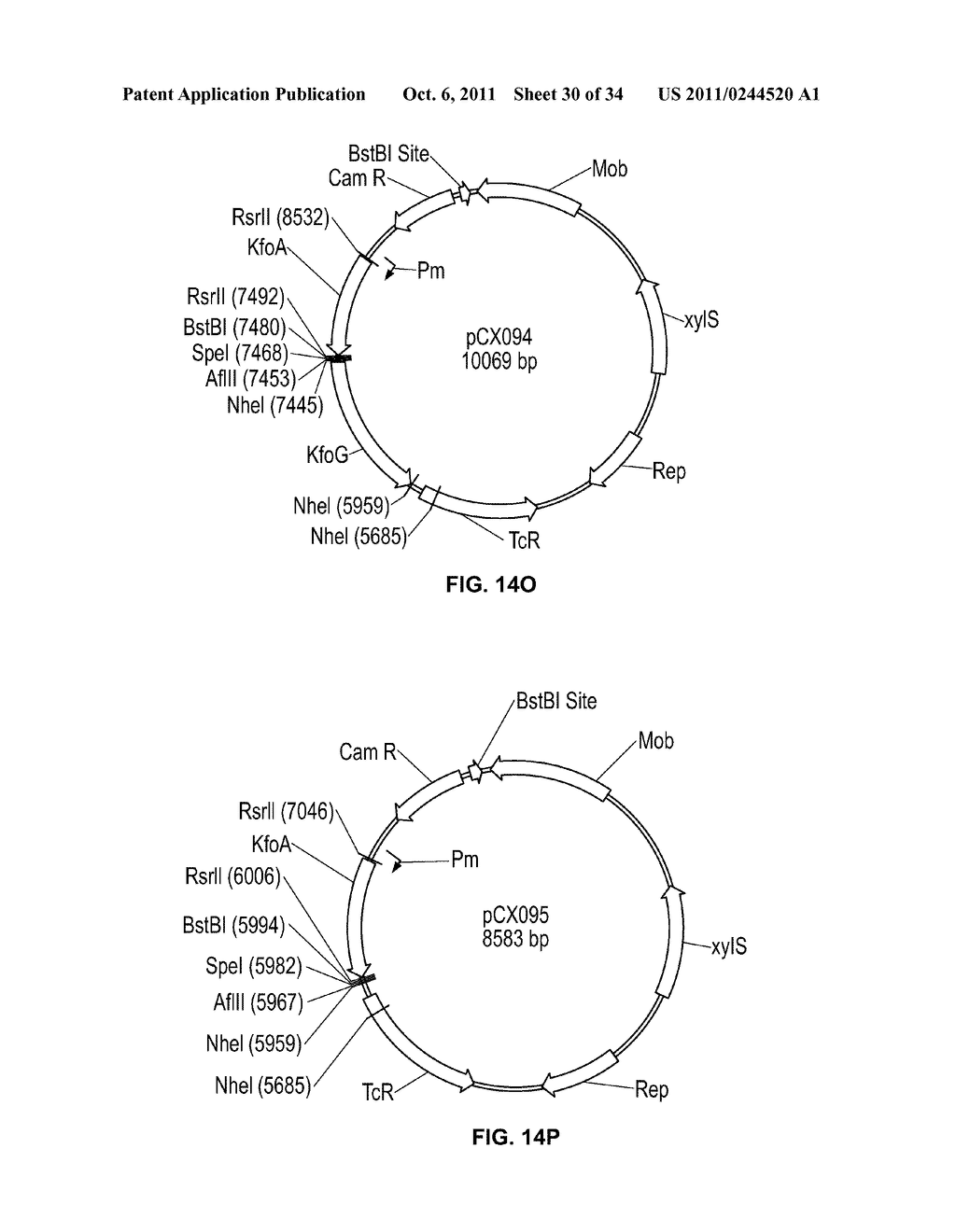 Compositions and Methods for Bacterial Production of Chondroitin - diagram, schematic, and image 31