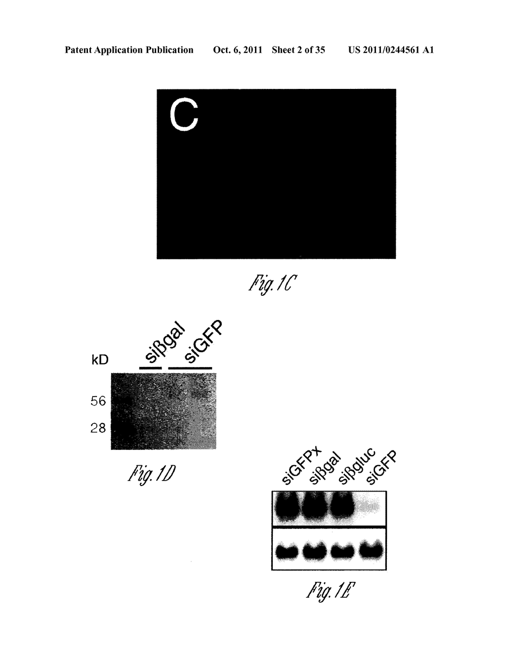 siRNA-MEDIATED GENE SILENCING - diagram, schematic, and image 03