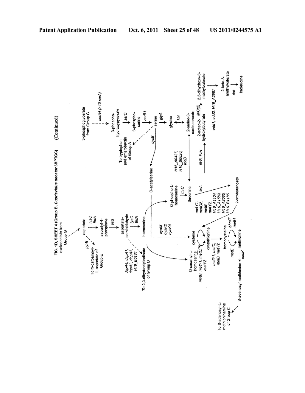 METHODS, SYSTEMS AND COMPOSITIONS FOR INCREASED MICROORGANISM TOLERANCE TO     AND PRODUCTION OF 3-HYDROXYPROPIONIC ACID (3-HP) - diagram, schematic, and image 26