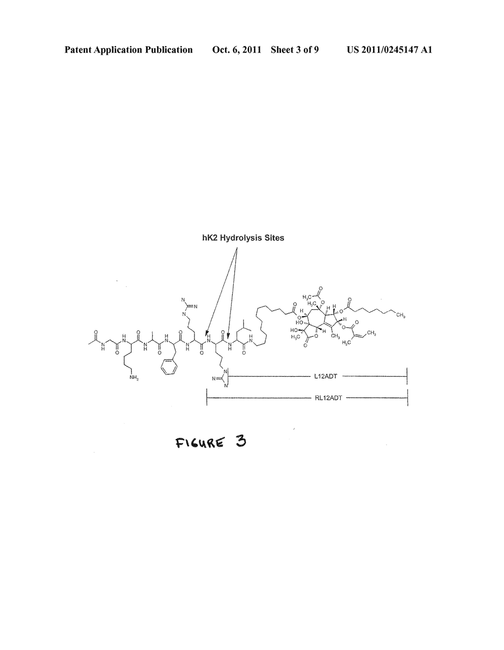 Activation of Peptide Prodrugs by HK2 - diagram, schematic, and image 04