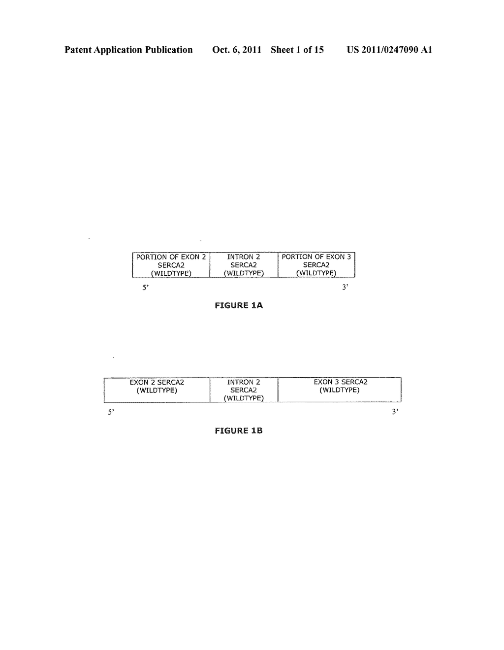 Synthetic 5'UTRs, Expression Vectors, and Methods for Increasing Transgene     Expression - diagram, schematic, and image 02