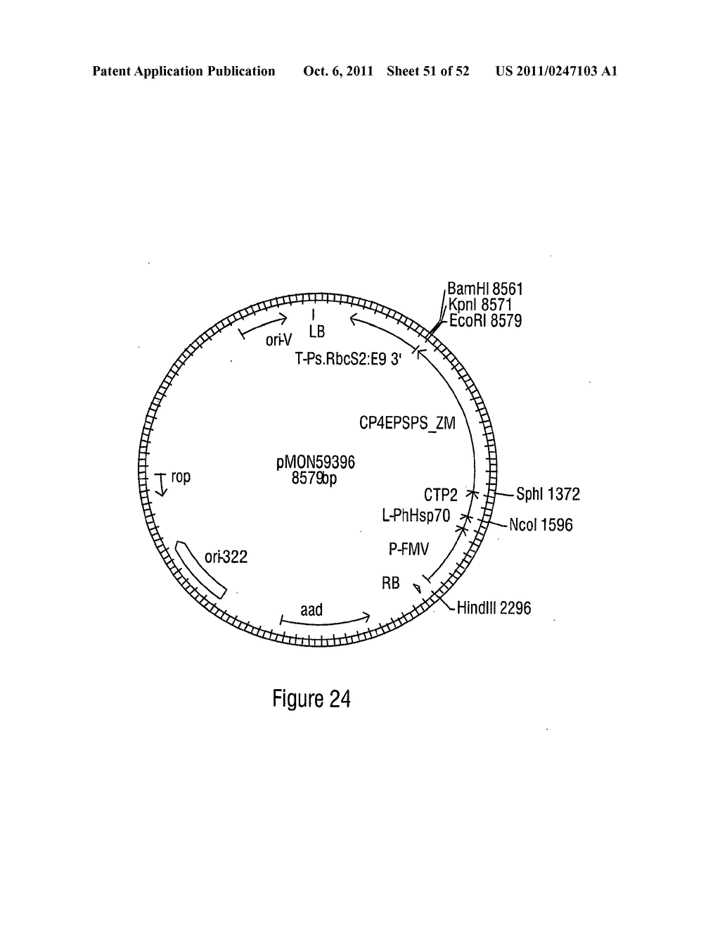 METHODS FOR USING ARTIFICIAL POLYNUCLEOTIDES AND COMPOSITIONS THEREOF TO     REDUCE TRANSGENE SILENCING - diagram, schematic, and image 52