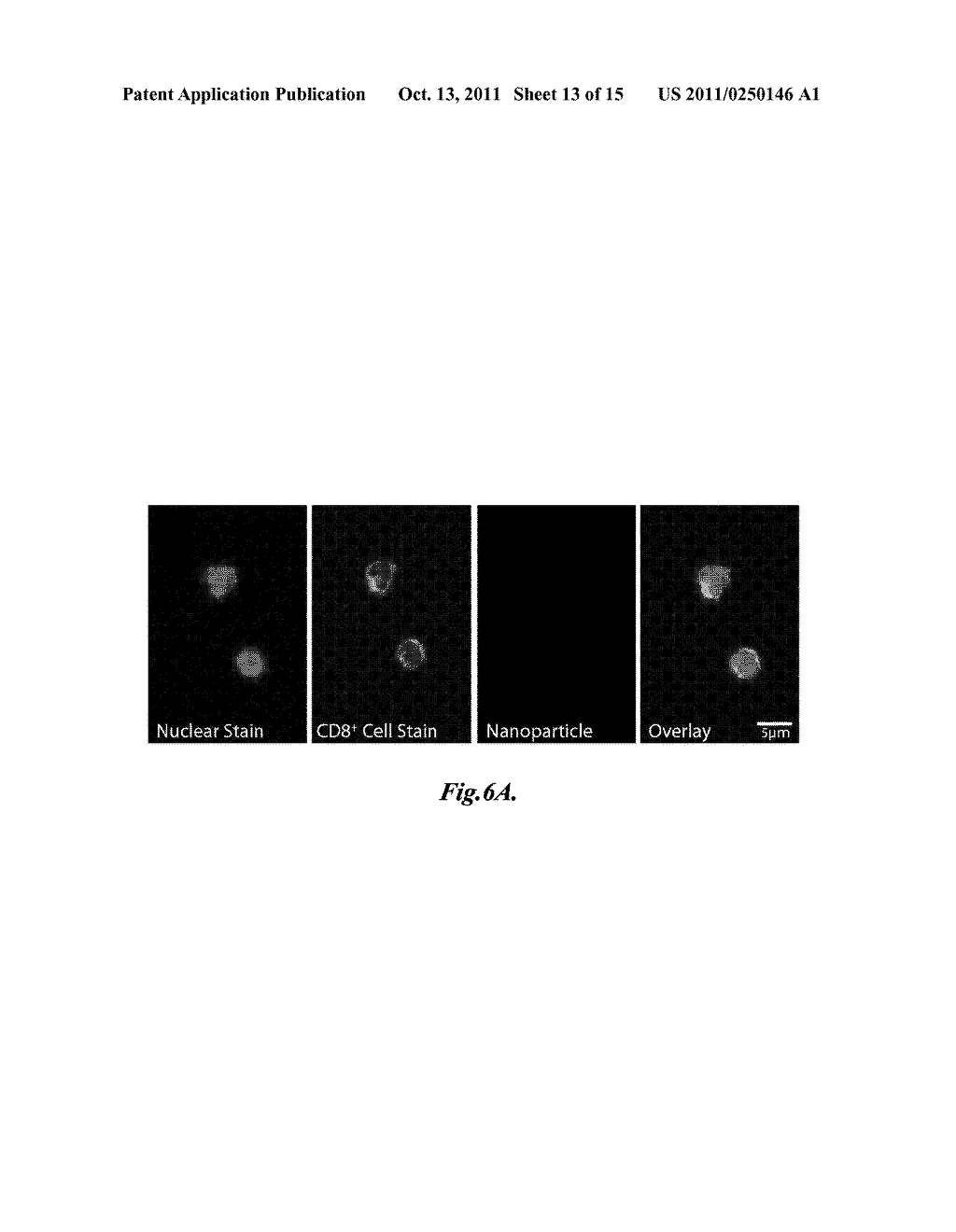 MAGNETIC NANOPARTICLE AND METHOD FOR IMAGING T CELLS - diagram, schematic, and image 14