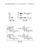 Antibodies against CXCR4 and Methods of Use Thereof diagram and image