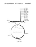 HUMAN LYSOSOMAL PROTEINS FROM PLANT CELL CULTURE diagram and image