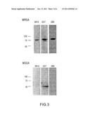 REAGENTS, METHODS, AND SYSTEMS FOR DETECTING METHICILLIN-RESISTANT     STAPHYLOCOCCUS diagram and image