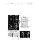 STEM CELLS DERIVED FROM THE CAROTID BODY AND USES THEREOF diagram and image