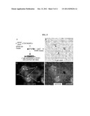 STEM CELLS DERIVED FROM THE CAROTID BODY AND USES THEREOF diagram and image