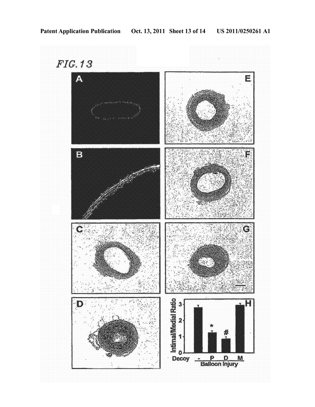 CIRCULAR DUMBBELL DECOY OLIGODEOXYNUCLEOTIDES (CDODN) CONTAINING DNA     BINDINGS SITES OF TRANSCRIPTION - diagram, schematic, and image 14