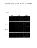 COMPOSITIONS AND METHODS FOR THE TREATMENT OR PREVENTION OF DISORDERS     RELATING TO OXIDATIVE STRESS diagram and image