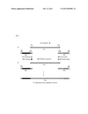 NOVEL METHOD FOR GENERATION OF RNA VIRUS diagram and image