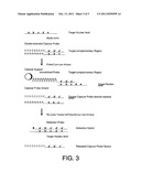 Methods and Compositions to Detect Nucleic Acids in a Biological Sample diagram and image