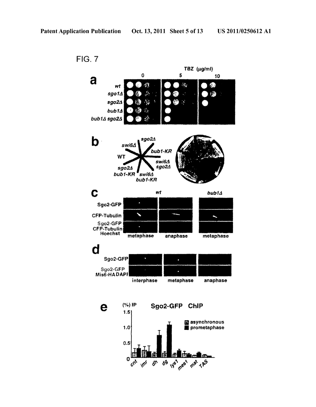 NOVEL CENTROMERIC PROTEIN SHUGOSHIN - diagram, schematic, and image 06