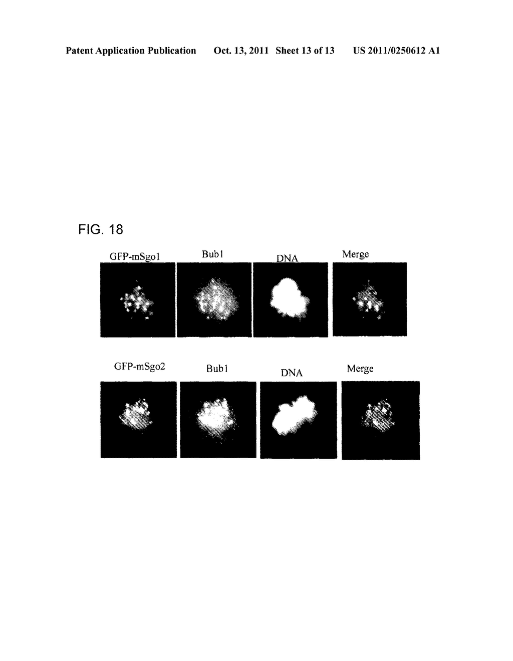 NOVEL CENTROMERIC PROTEIN SHUGOSHIN - diagram, schematic, and image 14