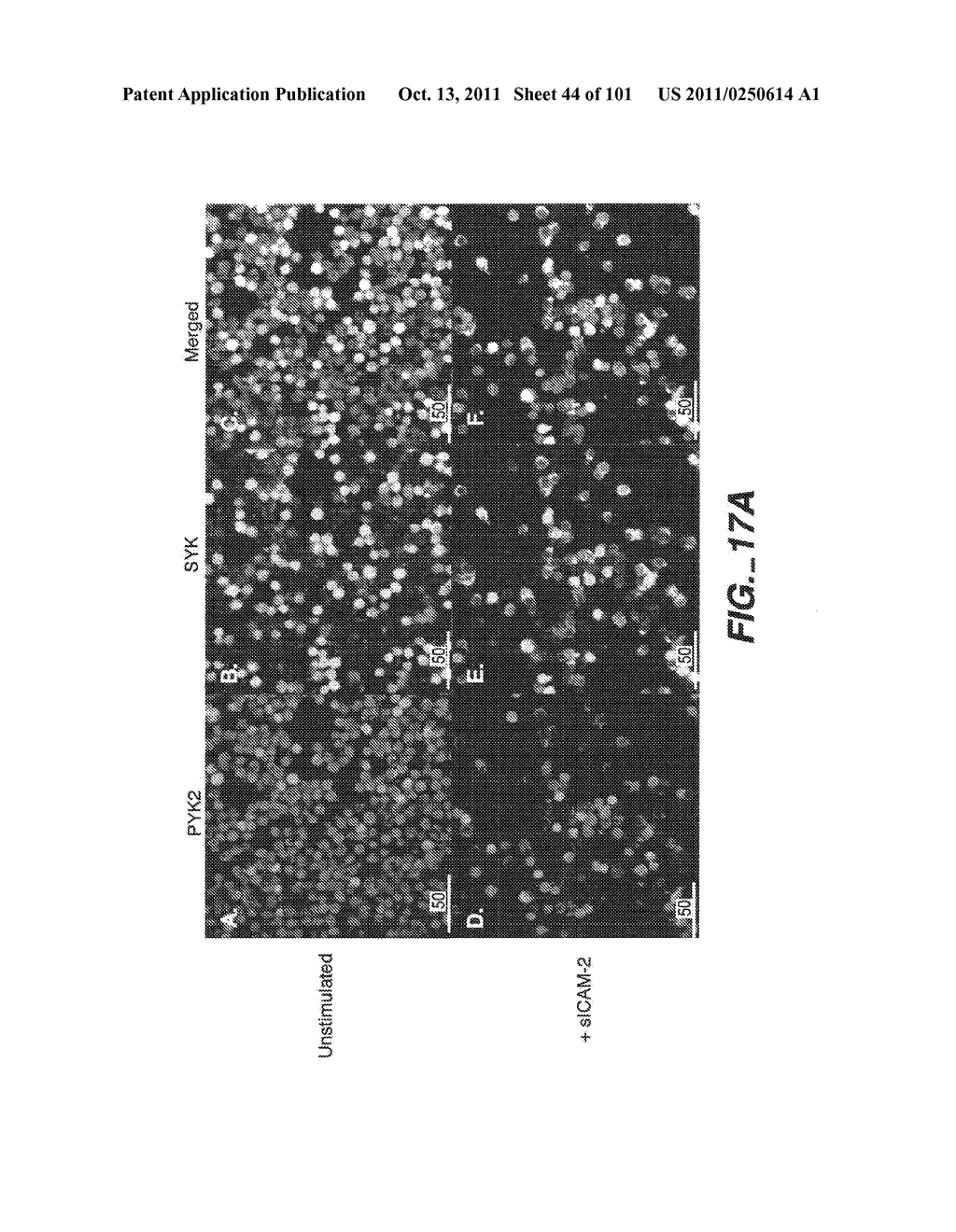 METHODS AND COMPOSITIONS FOR DETECTING THE ACTIVATION STATE OF MULTIPLE     PROTEINS IN SINGLE CELLS - diagram, schematic, and image 45