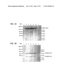 ANTIBODY COMPOSITION-PRODUCING CELL diagram and image