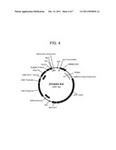 EUKARYOTIC EXPRESSION VECTORS RESISTANT TO TRANSGENE SILENCING diagram and image