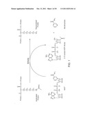 COMPOSITIONS AND METHODS FOR DETECTING DEACETYLASE ACTIVITY diagram and image