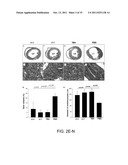 THYMOSIN Beta4 PEPTIDES PROMOTE TISSUE REGENERATION diagram and image