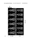 THYMOSIN Beta4 PEPTIDES PROMOTE TISSUE REGENERATION diagram and image