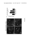 THYMOSIN Beta4 PEPTIDES PROMOTE TISSUE REGENERATION diagram and image