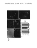 Blockade of gamma-secretase activity to promote myelination by     oligodendrocytes diagram and image
