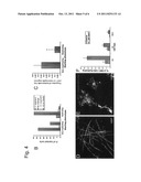 Blockade of gamma-secretase activity to promote myelination by     oligodendrocytes diagram and image