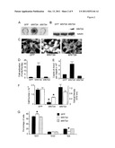 MOLECULAR MODULATORS OF THE WNT/BETA-CATENIN PATHWAY diagram and image