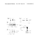 Methods and Compositions for Inhibiting the Proliferation of Cancer Cells diagram and image