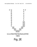 RNAI CONSTRUCTS AND USES THEREOF diagram and image