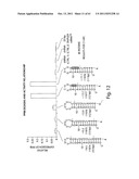 RNAI CONSTRUCTS AND USES THEREOF diagram and image