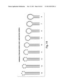 RNAI CONSTRUCTS AND USES THEREOF diagram and image