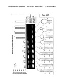 RNAI CONSTRUCTS AND USES THEREOF diagram and image